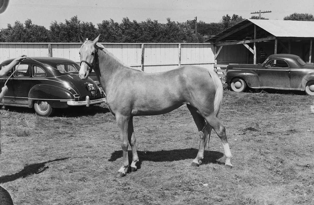 United States, history, ia, horse, Photos, Animals, Coon Rapids Enterprise, county fair, historic, Iowa, IA, Fairs and Festivals, cars, Coon Rapids, Motorized Vehicles