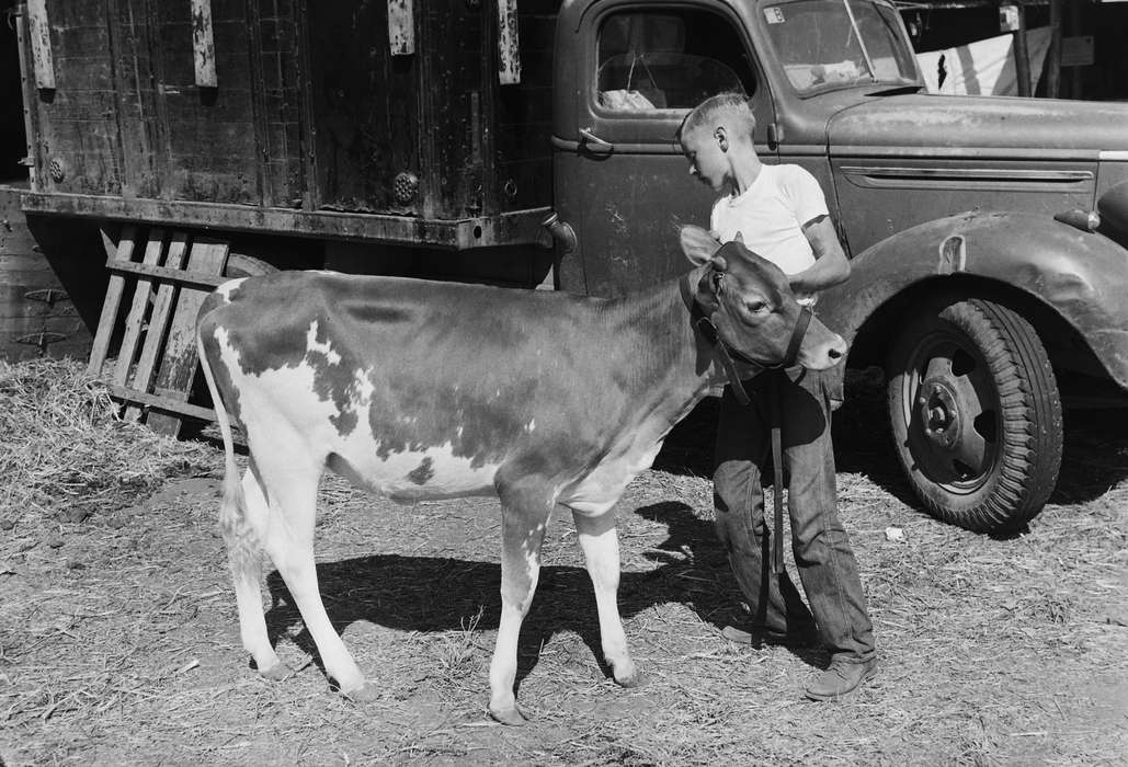 cow, United States, history, ia, Photos, Children, truck, Animals, Coon Rapids Enterprise, county fair, historic, Iowa, IA, Fairs and Festivals, Coon Rapids, Motorized Vehicles