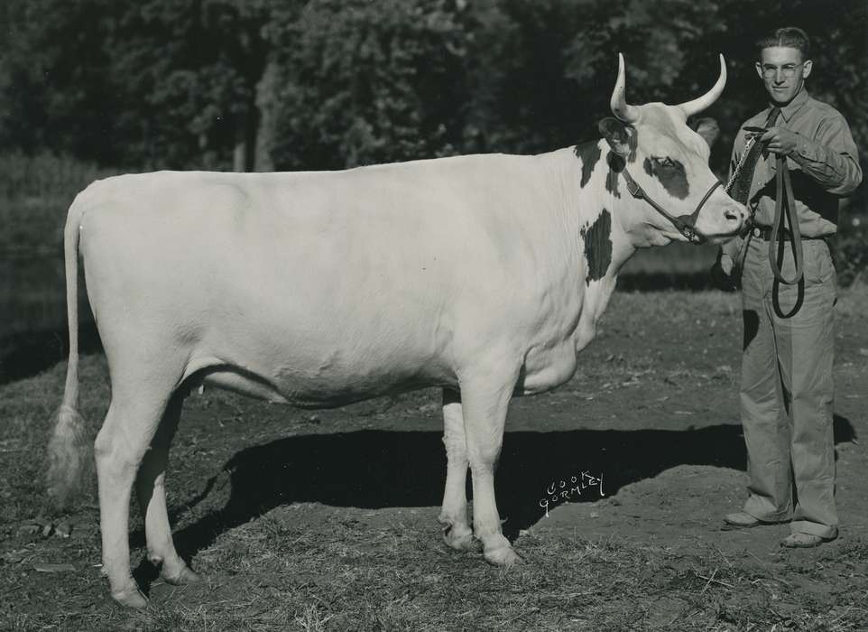 national cattle congress, Animals, cattle congress, Waterloo, Photos, history, ia, IA, historic, Black Hawk, ayrshire cow, Iowa, cow, Grout Museum of History and Science, United States