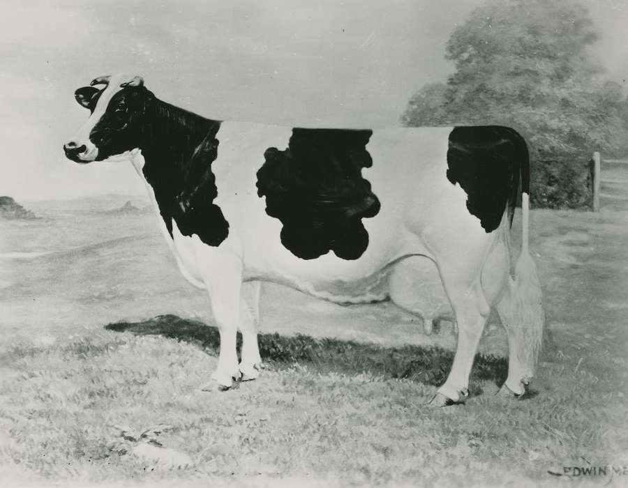 history, holstein cow, Photos, cattle congress, Black Hawk, IA, cow, holstein, Animals, ia, historic, United States, Grout Museum of History and Science, Waterloo, Iowa, national cattle congress