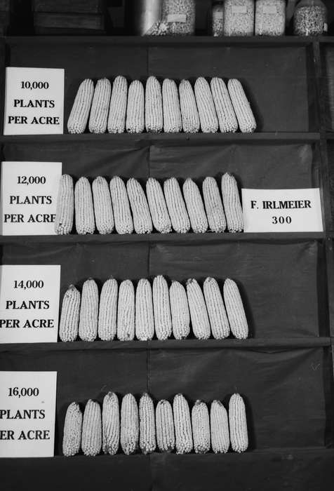 Iowa, IA, United States, Photos, historic, Coon Rapids, history, ia, Coon Rapids Enterprise, corn