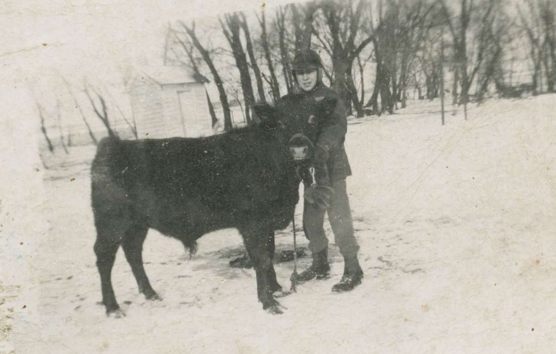 history of Iowa, Elbert, Jim, Farms, Portraits - Individual, Iowa, Iowa History, Whittemore, IA, Animals, bull, Winter