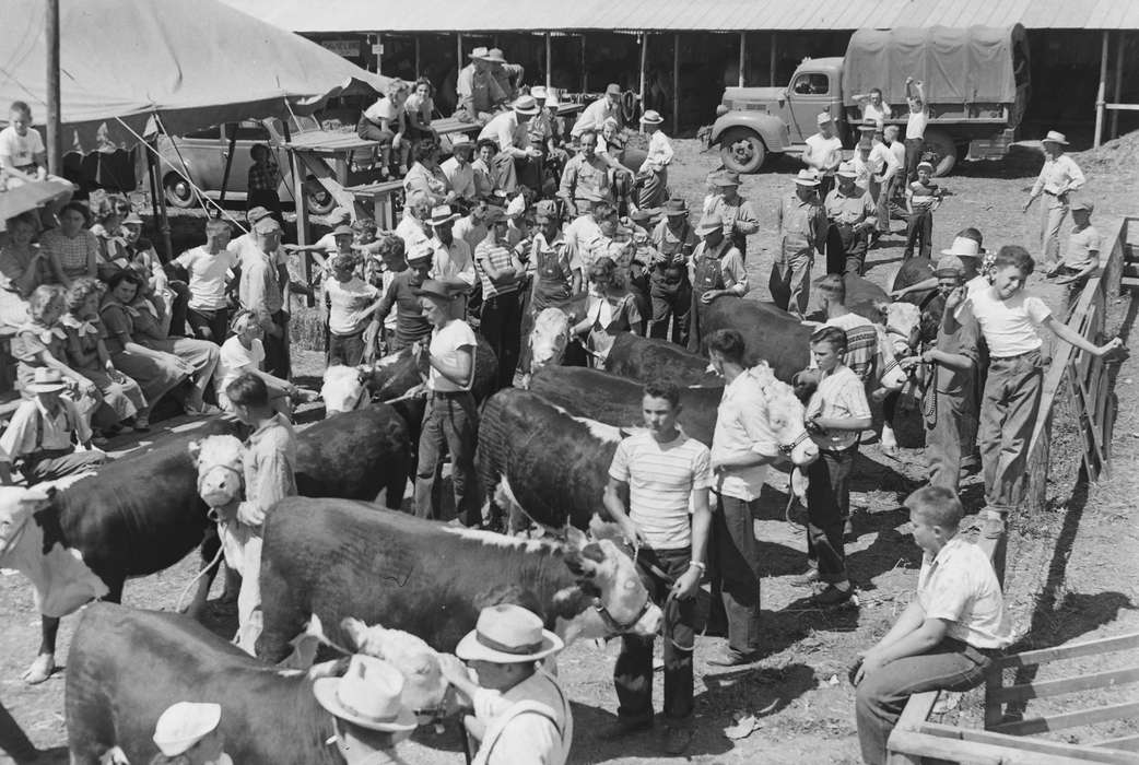 cow, United States, history, ia, Photos, Animals, Coon Rapids Enterprise, county fair, historic, Iowa, cows, Fairs and Festivals, IA, Coon Rapids, Motorized Vehicles