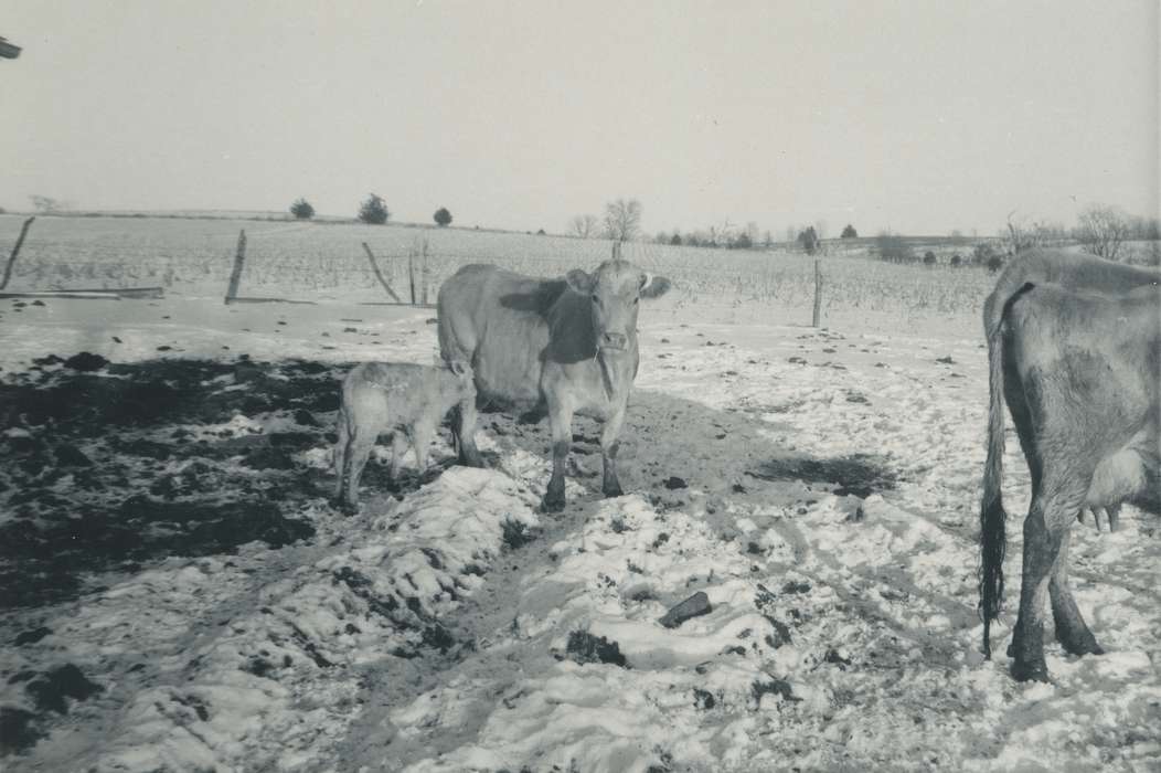 cow, snow, Animals, Farms, USA, Iowa History, field, Winter, Iowa, calf, Spilman, Jessie Cudworth, history of Iowa