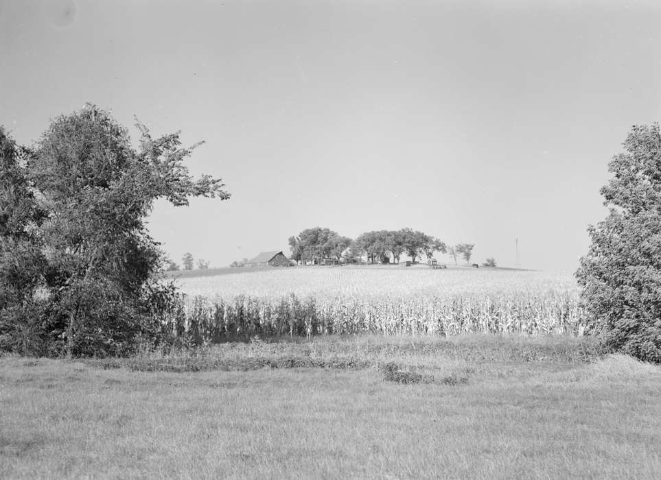 tree, history of Iowa, Library of Congress, Iowa, Farms, Landscapes, Iowa History, corn field, cornfield