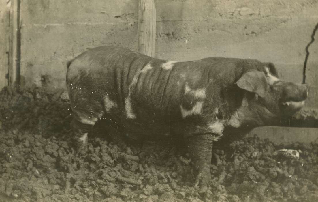 hog, Animals, boar, Iowa History, history of Iowa, Mortenson, Jill, pig, Macey, IA, Iowa