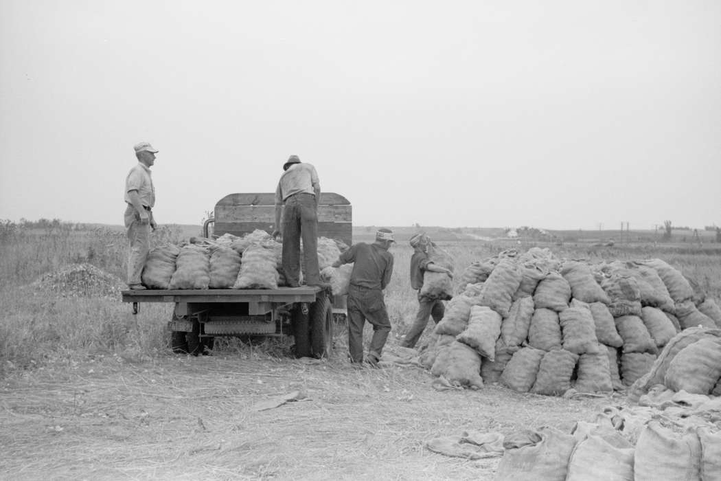 Minnesota, historic, mn, onion, history, Photos, Labor and Occupations, Library of Congress