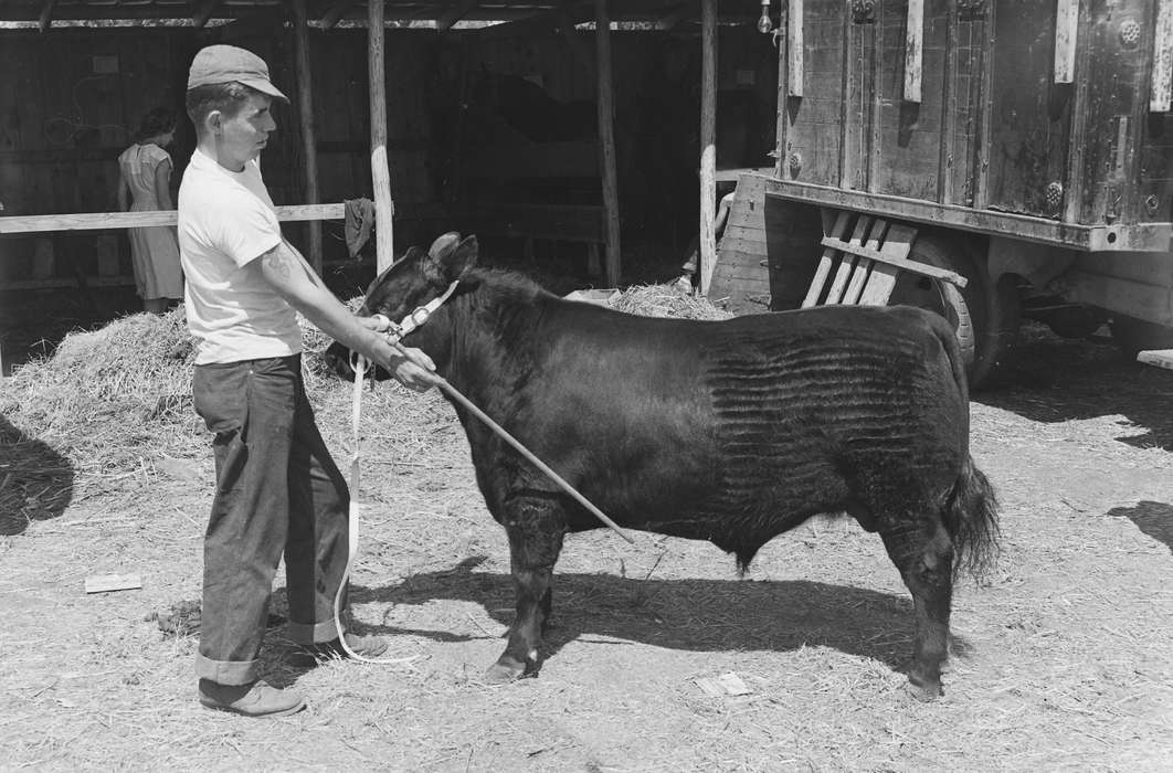 cow, United States, history, ia, Photos, Coon Rapids Enterprise, Animals, county fair, historic, Iowa, IA, Fairs and Festivals, Coon Rapids