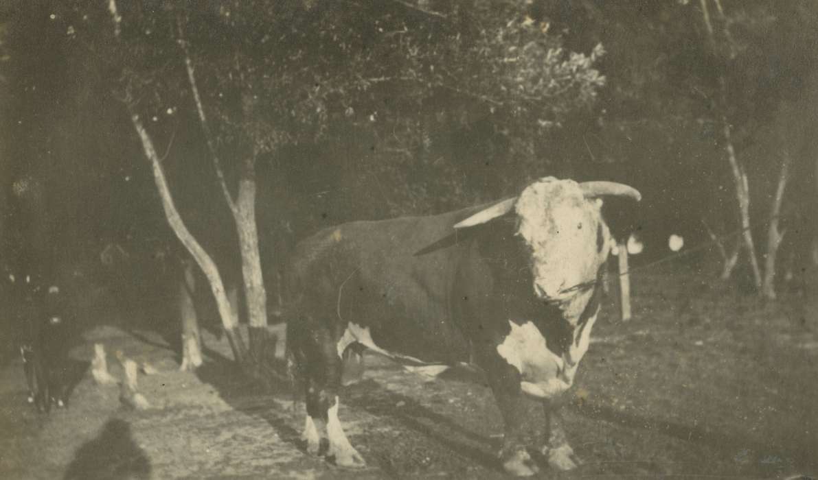 Iowa, bull, history of Iowa, Animals, Mortenson, Jill, Macey, IA, Iowa History
