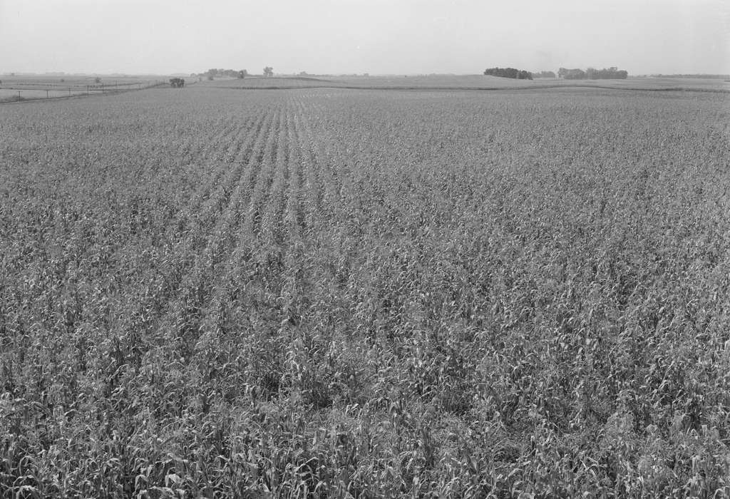 Iowa, Farms, Aerial Shots, Landscapes, history of Iowa, corn, cornfield, Iowa History, Library of Congress, field