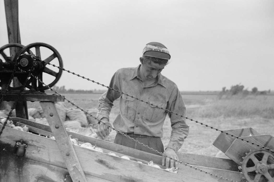onion, United States, history, Photos, Labor and Occupations, Farms, Minnesota, historic, mn, MN, Library of Congress, Rice