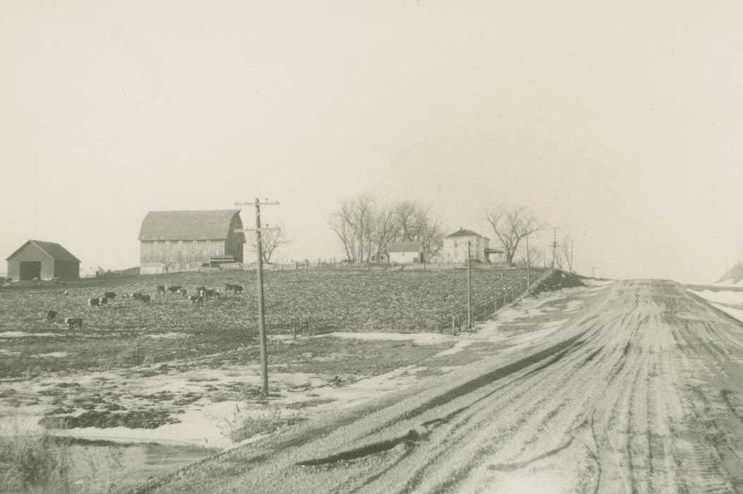 field, Iowa History, Putman, Dorien, Barns, Farms, history of Iowa, Landscapes, road, cow, New Providence, IA, Animals, cows, Iowa, Winter