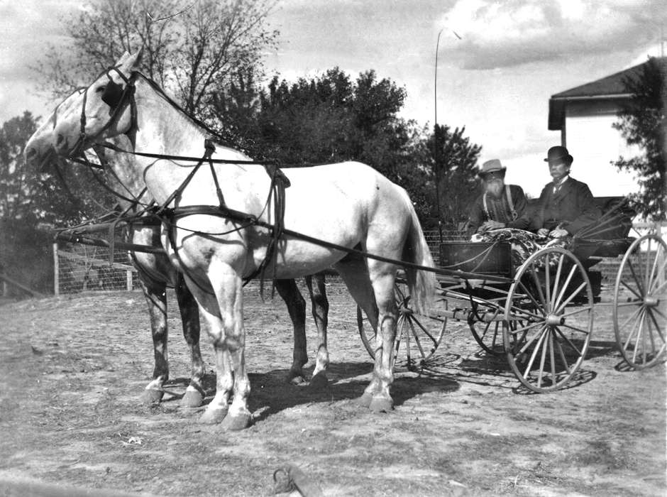 Lemberger, LeAnn, horses, Iowa History, history of Iowa, horse and buggy, Animals, Iowa, Ottumwa, IA, horse