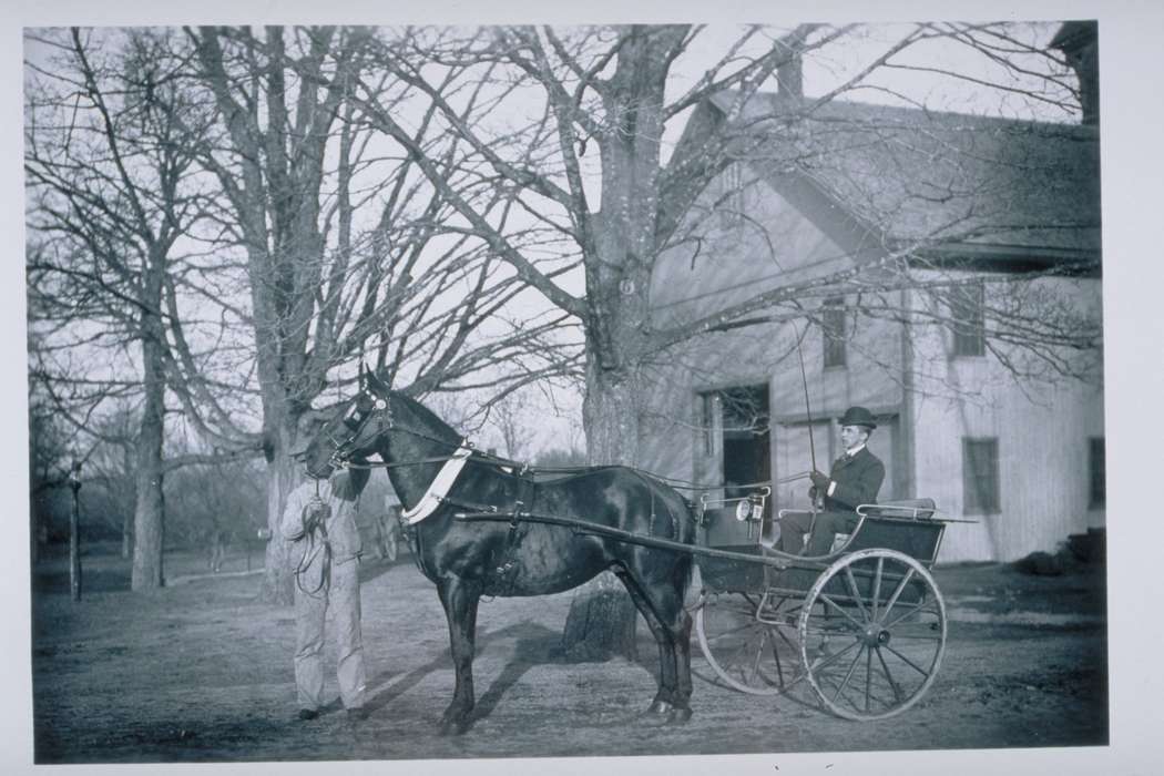 horse, tree, history of Iowa, Iowa History, Archives & Special Collections, University of Connecticut Library, wagon, men, Iowa, Storrs, CT