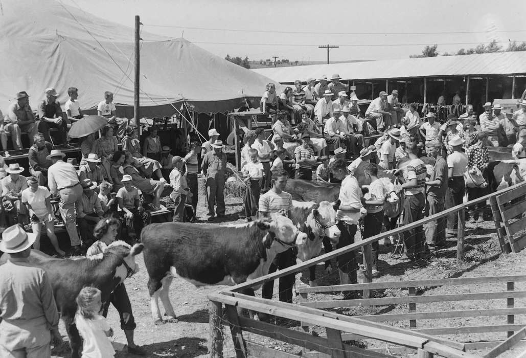 cow, United States, history, ia, Photos, Animals, Coon Rapids Enterprise, county fair, historic, Iowa, cows, Fairs and Festivals, IA, Coon Rapids