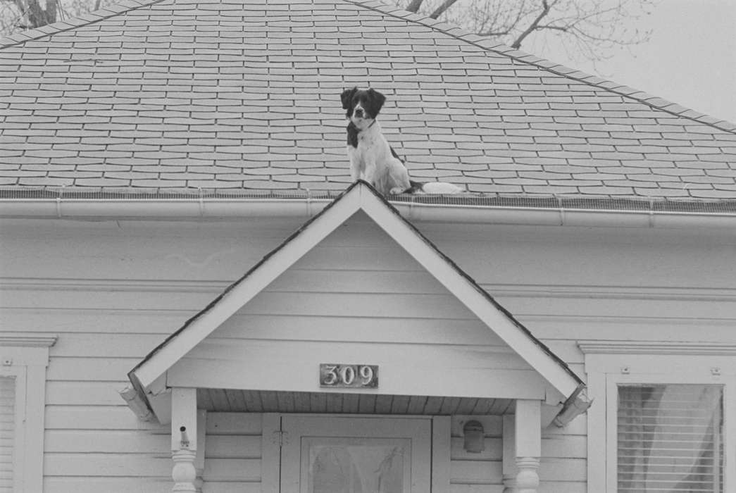roof, dog, Homes, Iowa History, Lemberger, LeAnn, Animals, Iowa, Ottumwa, IA, history of Iowa