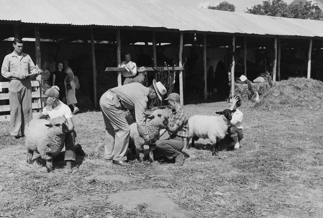 United States, history, ia, Photos, Coon Rapids Enterprise, sheep, Animals, county fair, historic, Iowa, IA, Fairs and Festivals, Coon Rapids