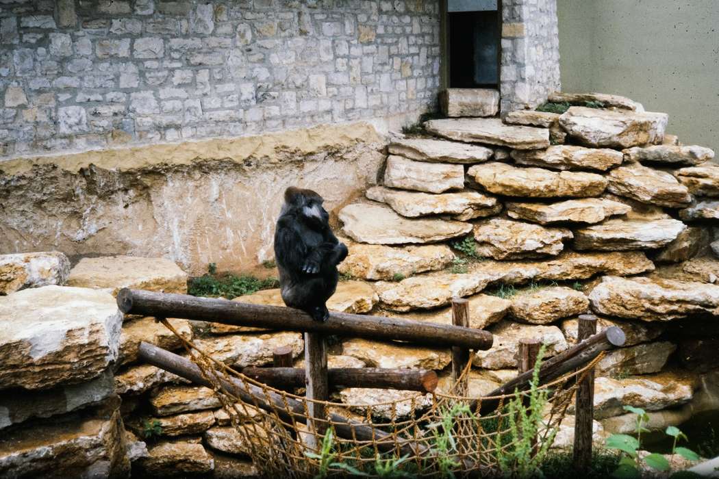 Photos, baboon, Kansas City, Iowa, zoo, MO, Coon Rapids Enterprise, school trip, missouri trip, history, historic, ia, Animals, United States, Schools and Education