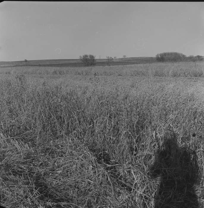 Iowa, IA, United States, Photos, historic, Coon Rapids, Farms, history, field, ia, Coon Rapids Enterprise, Landscapes