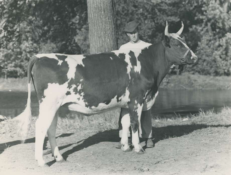 national cattle congress, Animals, cattle congress, Waterloo, Photos, history, ia, IA, historic, Black Hawk, ayrshire cow, Iowa, cow, Grout Museum of History and Science, United States