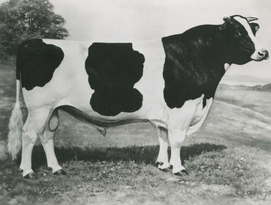 history, Photos, cattle congress, Black Hawk, IA, ia, Animals, historic, holstein bull, bull, United States, Grout Museum of History and Science, Waterloo, Iowa, national cattle congress