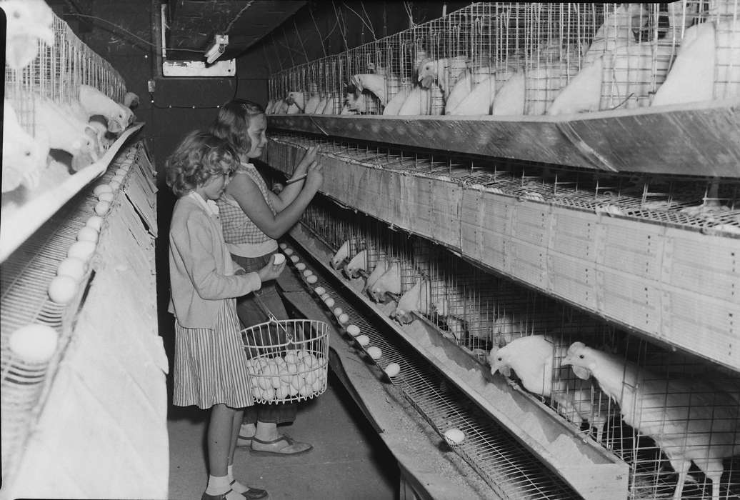 Iowa, IA, United States, Food and Meals, Photos, kids, historic, Coon Rapids, history, cage, Barns, basket, Animals, ia, Coon Rapids Enterprise, chickens, eggs