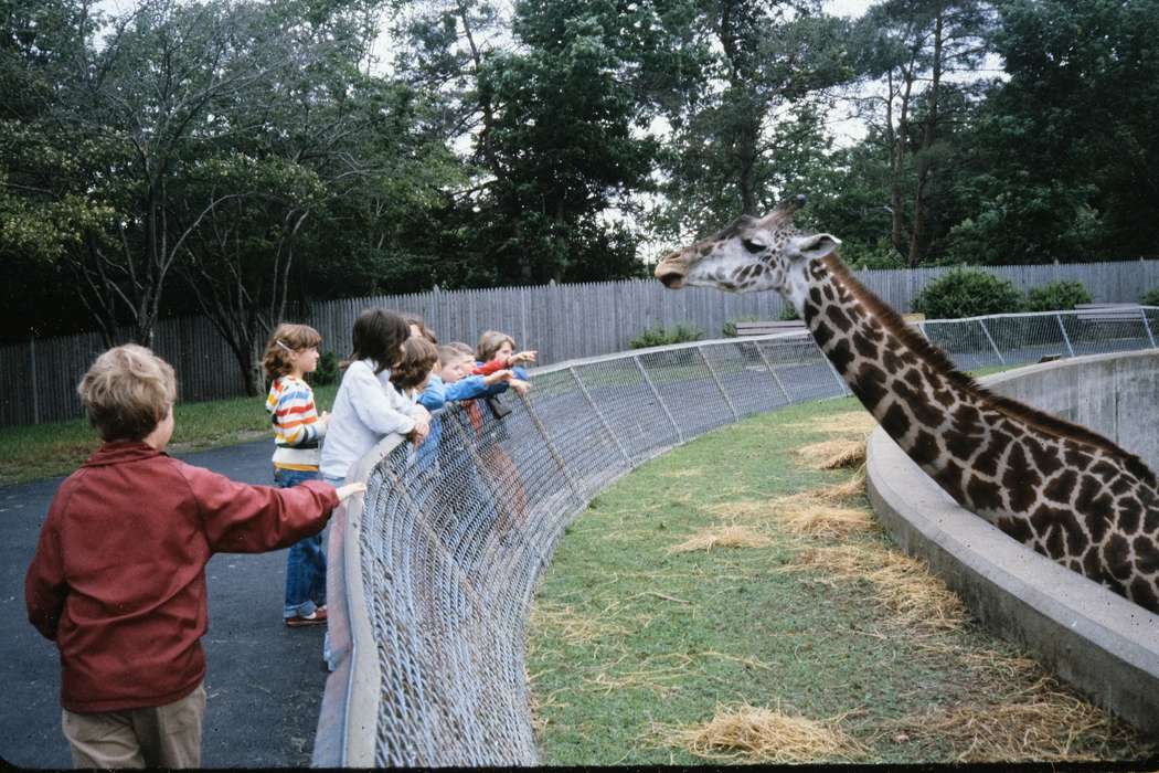 Photos, Kansas City, Iowa, zoo, MO, Coon Rapids Enterprise, school trip, missouri trip, history, historic, ia, Animals, giraffe, United States, Children, Schools and Education