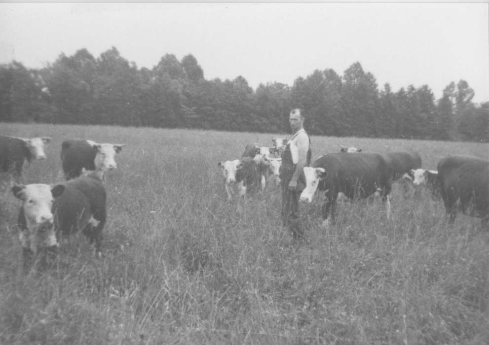 Scott County, IA, cattle, Iowa History, Johnson, Jacquelyn, Farms, history of Iowa, cow, Animals, Iowa