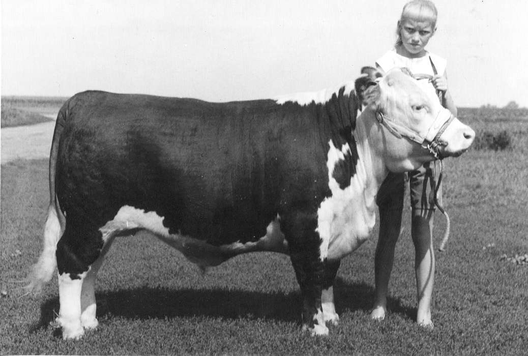 Animals, 4-h, cattle, hereford, Portraits - Individual, bull, Fuller, Steven, Iowa History, Iowa, Story County, IA, history of Iowa, Children