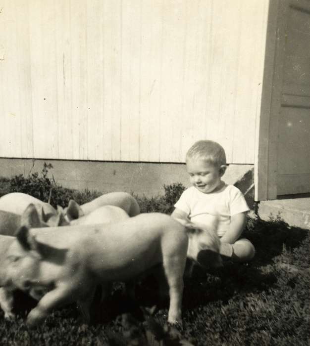 Farms, Children, Dedham, IA, Iowa History, pigs, Animals, piglets, Iowa, history of Iowa, Schultes, Tom