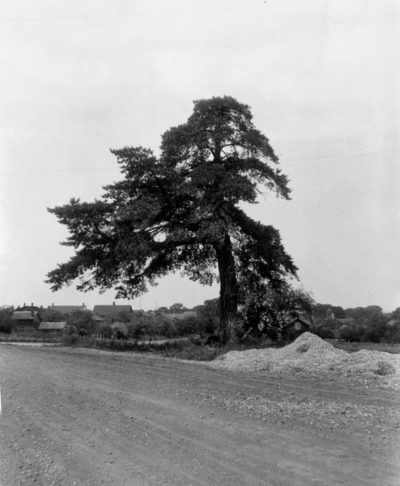 tree, dirt road, Lemberger, LeAnn, Iowa History, Landscapes, Iowa, Amana, IA, history of Iowa