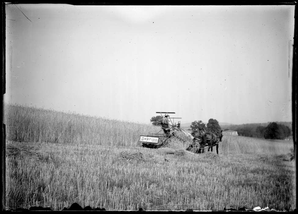 farming, rye, Iowa, Iowa History, mule, history of Iowa, Archives & Special Collections, University of Connecticut Library, farm equipment, Storrs, CT