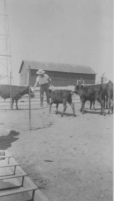 cattle, Iowa, Labor and Occupations, Animals, Cleghorn, IA, Iowa History, history of Iowa, Zubrod, Kevin and Deanna, Farms, Barns, cows