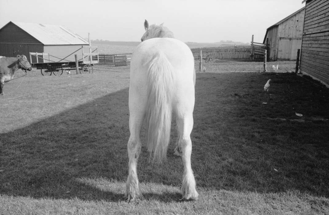 horse, tail, Farms, Barns, history of Iowa, Iowa History, Animals, Library of Congress, horse's ass, Iowa