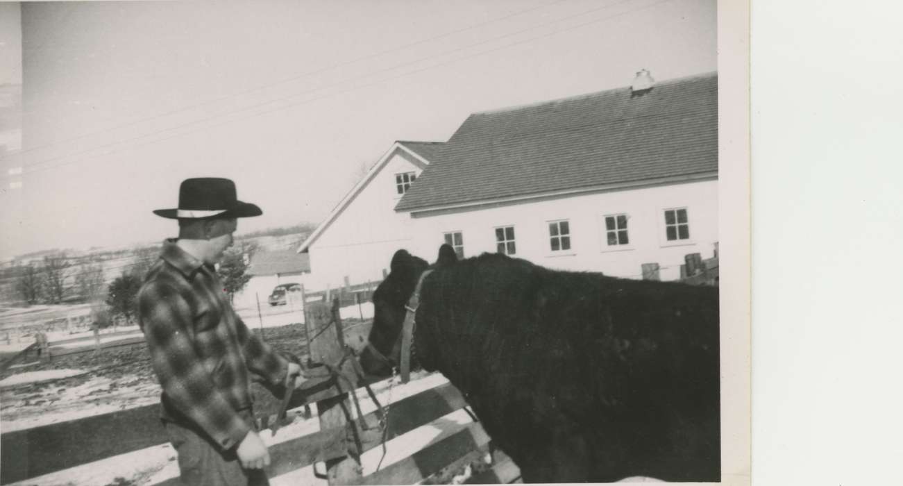 farmer, Winter, Farms, Barns, Tucker, Rose, history of Iowa, Iowa History, Animals, Dubuque County, IA, Iowa, bull