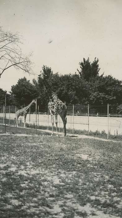 McMurray, Doug, Animals, Iowa History, zoo, Travel, Chicago, IL, Iowa, history of Iowa, giraffe