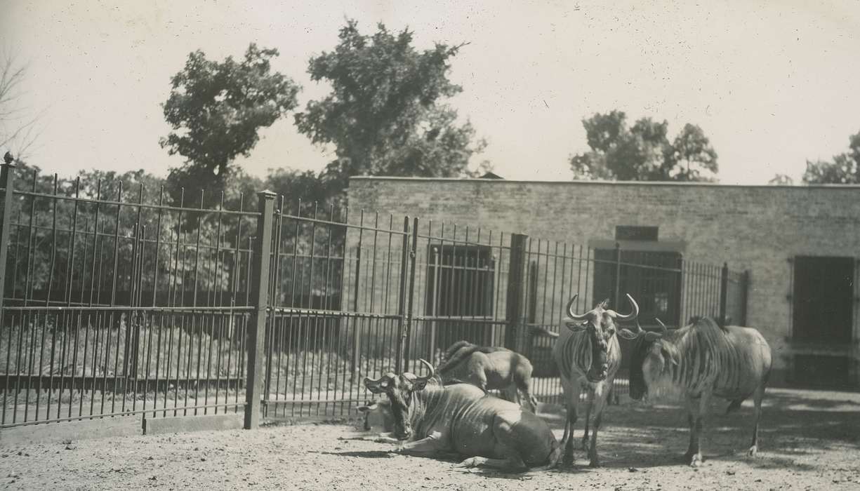 wildebeest, history of Iowa, McMurray, Doug, Chicago, IL, Travel, Iowa, Iowa History, zoo, Animals