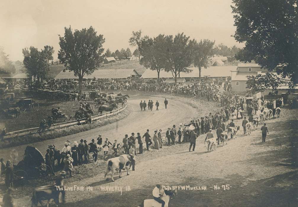 cows, Fairs and Festivals, Barns, Animals, Farming Equipment, trees, racetrack, Waverly Public Library, dirt track, Outdoor Recreation, Waverly, IA, Iowa History, Families, Portraits - Group, Iowa, history of Iowa, Children
