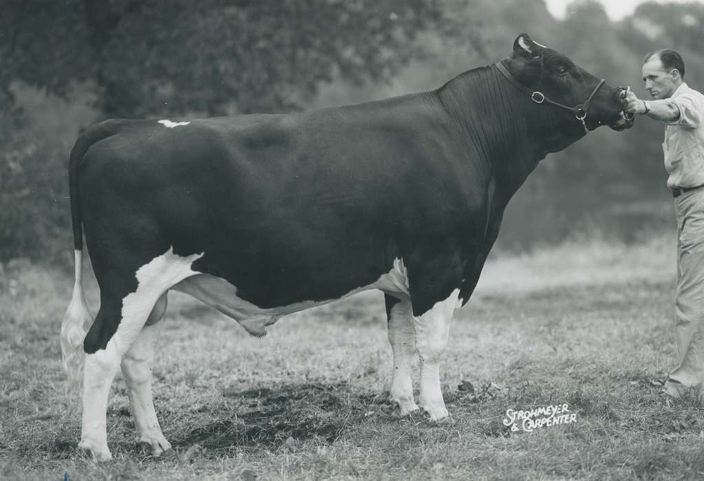 history, Photos, cattle congress, Black Hawk, IA, ia, Animals, historic, holstein bull, bull, United States, Grout Museum of History and Science, Waterloo, Iowa, national cattle congress