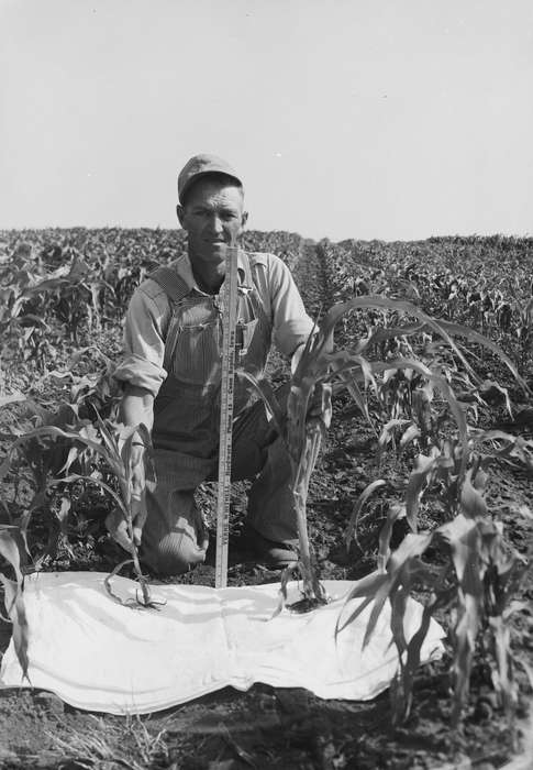 Portraits - Individual, Iowa, IA, United States, Photos, historic, Labor and Occupations, Coon Rapids, Farms, history, ruler, ia, Coon Rapids Enterprise, corn field, corn