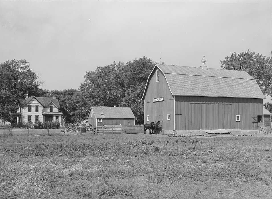 sheds, Library of Congress, history of Iowa, cupola, Farms, pasture, farmhouse, red barn, trees, Iowa History, Homes, barnyard, Barns, Iowa, Animals, mule, homestead