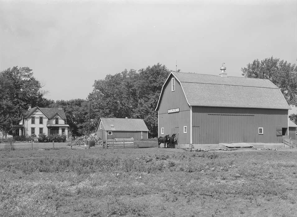 farmhouse, Barns, Farms, Animals, mule, shed, Library of Congress, pasture, Homes, Iowa, Iowa History, Landscapes, barnyard, tree, homestead, history of Iowa, cupola