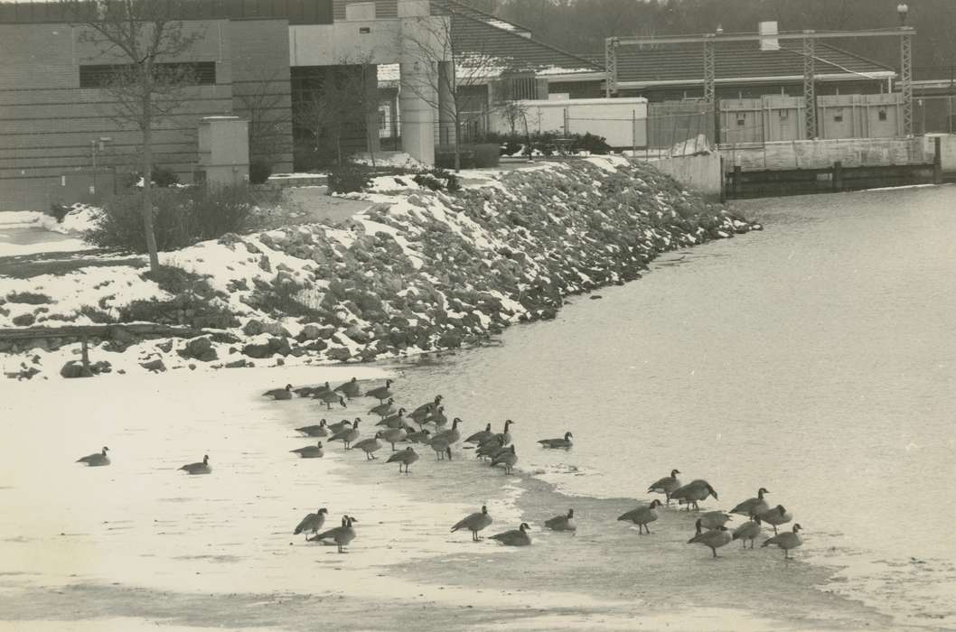 Cities and Towns, geese, snow, Animals, Waverly Public Library, Iowa History, Lakes, Rivers, and Streams, Iowa, riverbank, history of Iowa, canadian geese
