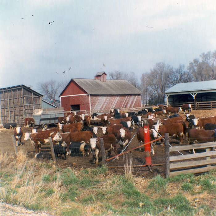 history of Iowa, Barns, Nevada, IA, Iowa, cows, hereford, mud, Iowa History, cattle, Animals, Fuller, Steven, Farms