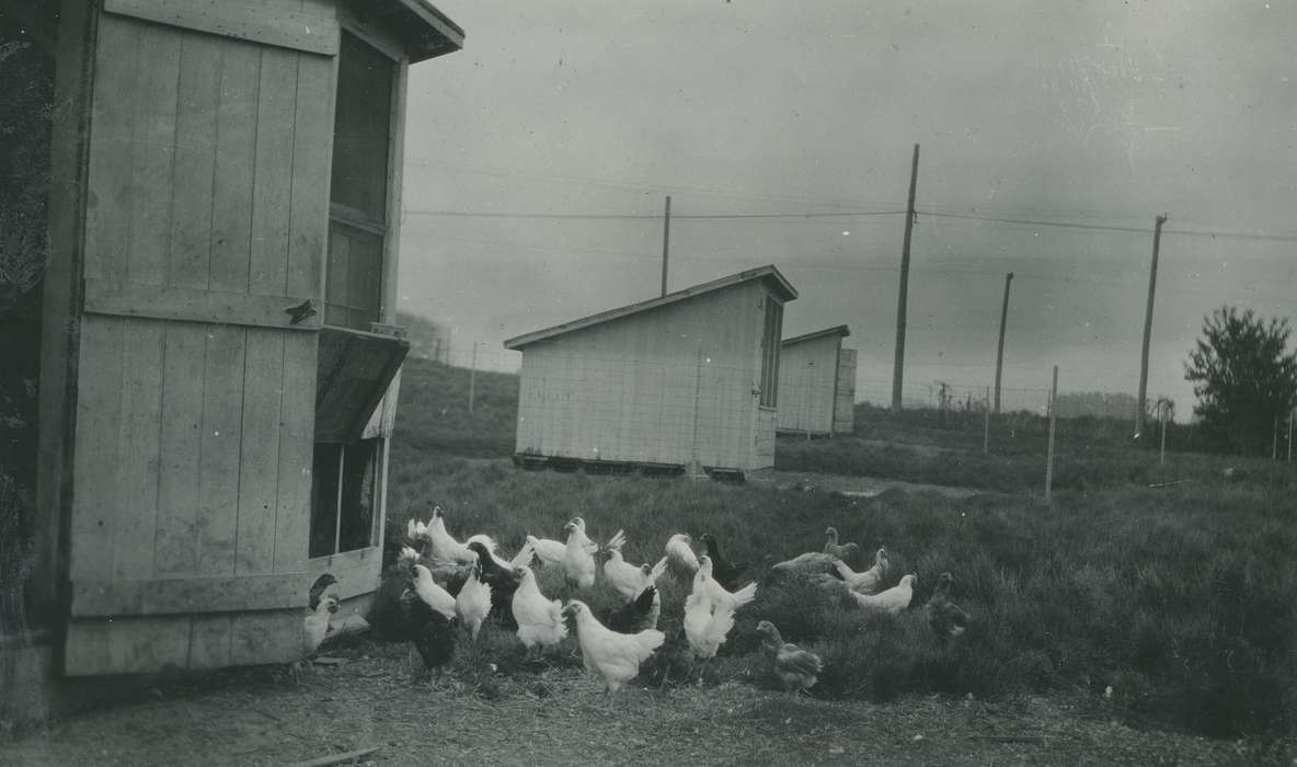 Ames, IA, Iowa History, Farms, history of Iowa, produce company, chickens, Animals, chicken coops, McMurray, Doug, Iowa
