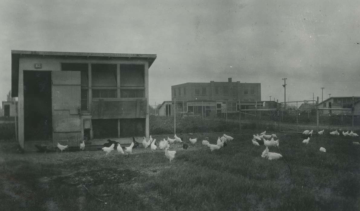 Ames, IA, Animals, chickens, Iowa, McMurray, Doug, Iowa History, poultry farm, history of Iowa, Farms, chicken coop