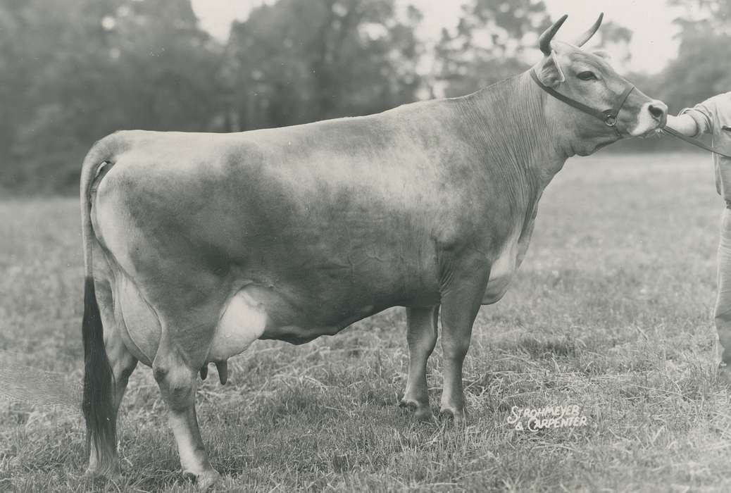 national cattle congress, Animals, cattle congress, Waterloo, Photos, history, ia, IA, historic, brown swiss cow, Black Hawk, Iowa, cow, Grout Museum of History and Science, United States