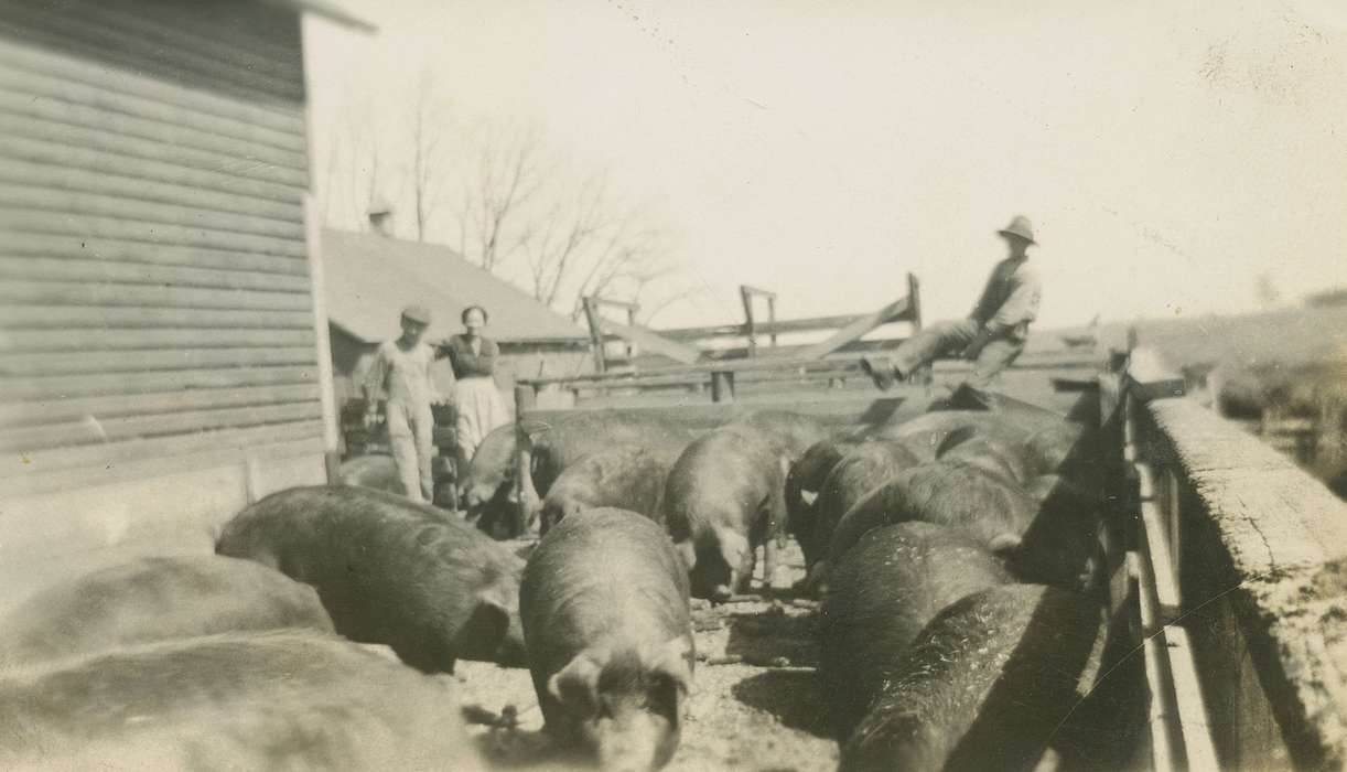 Farms, hog, Animals, pigs, Skoog, Herb, Iowa History, history of Iowa, pig farm, Williamsburg, IA, pig, pig pen, Iowa