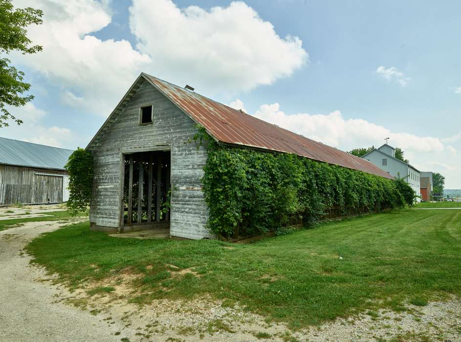 history of Iowa, barn, Farms, Iowa, Barns, Library of Congress, open door, ivy, Iowa History