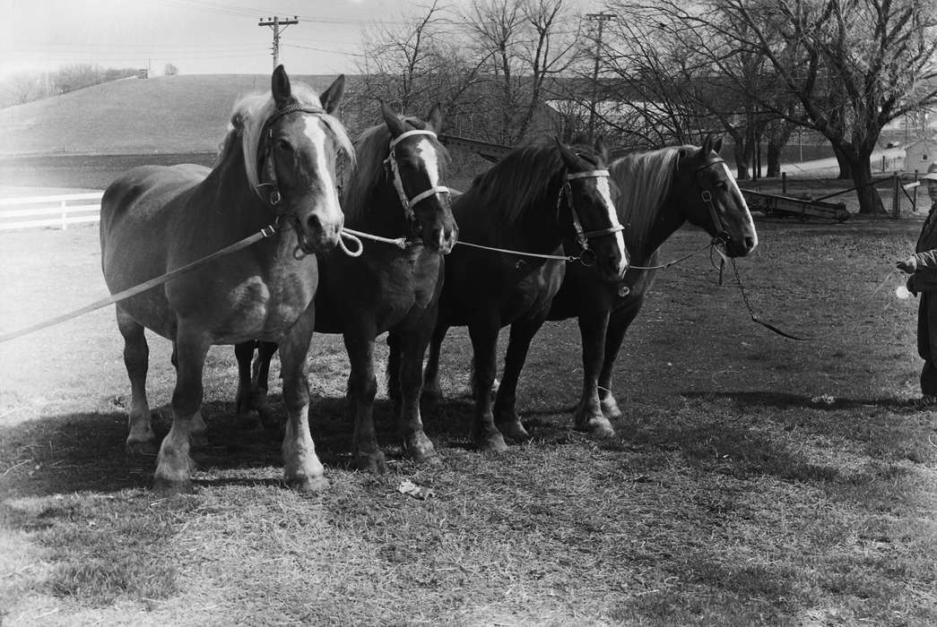 United States, history, ia, Photos, Coon Rapids Enterprise, Animals, horses, historic, Iowa, IA, Coon Rapids